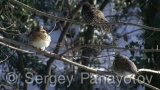 Video of Mistle Thrush - Fieldfare in the winter forest and snow